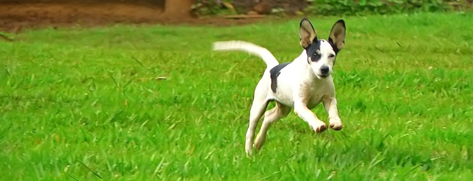 Dog running through a poop clean yard